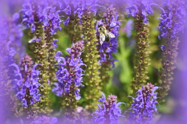 Ein Traum in violett. Foto: Thanis Voyant