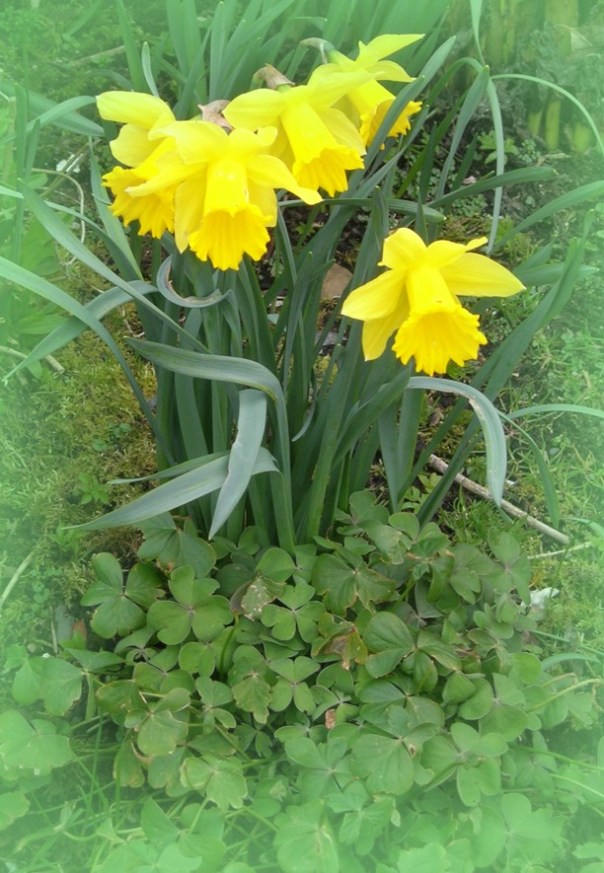 Noch  kein Frühling - und doch blühen die Narzissen. Der irische Frühling beginnt früh!
