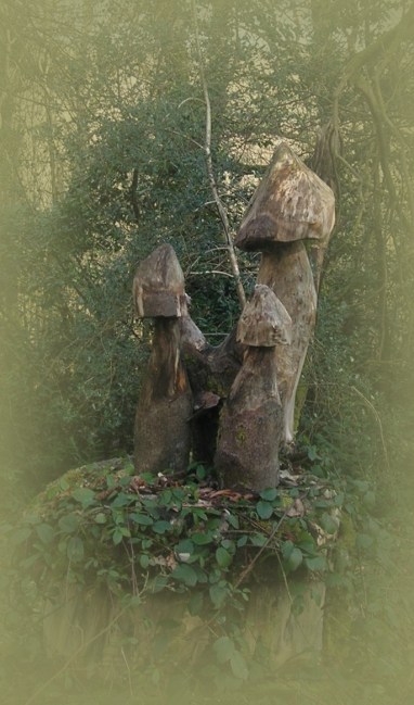 Ganzjährige Pilze - so etwas kann man hier in den Wäldern finden.