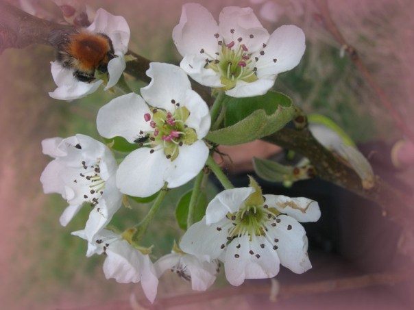 Die Birnen blühen - die summenden und brummenden Bewohner des Planeten freut es!