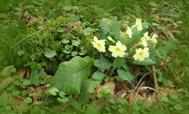 Ostergrüße von der grünen Insel!