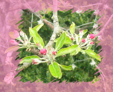 Ein Blütenmeer empfing uns im Garten der Sternschnuppe