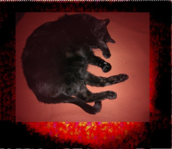 Ein durchgeknuddelter Hexenkater