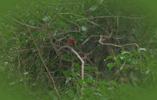 Wer findet und erkennt den kleinen Kobold auf diesem Bild?