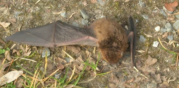 Es kehrt wieder Leben in den kleinen Flattermann