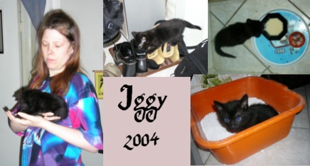 Dieser Winzling eroberte meine Wohnung (und mein Herz) im Sturm.