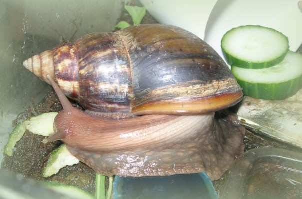Auch die Achatschnecke wird bei meiner Verköstigung zur Salatschnecke
