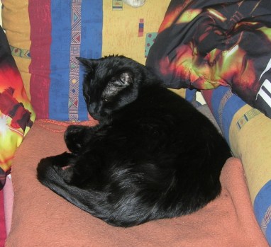 Hexenkater Iggy genießt die Herbstabende gemütlich auf dem Sofa.