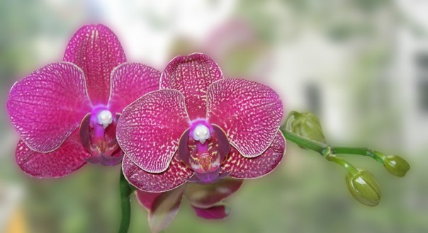 Orchid 2